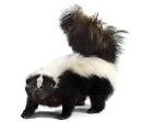 skunk